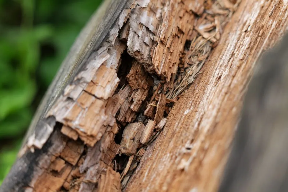 Commercial Termite Control