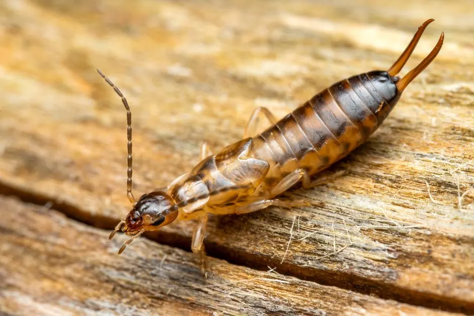 Residential Termite Control