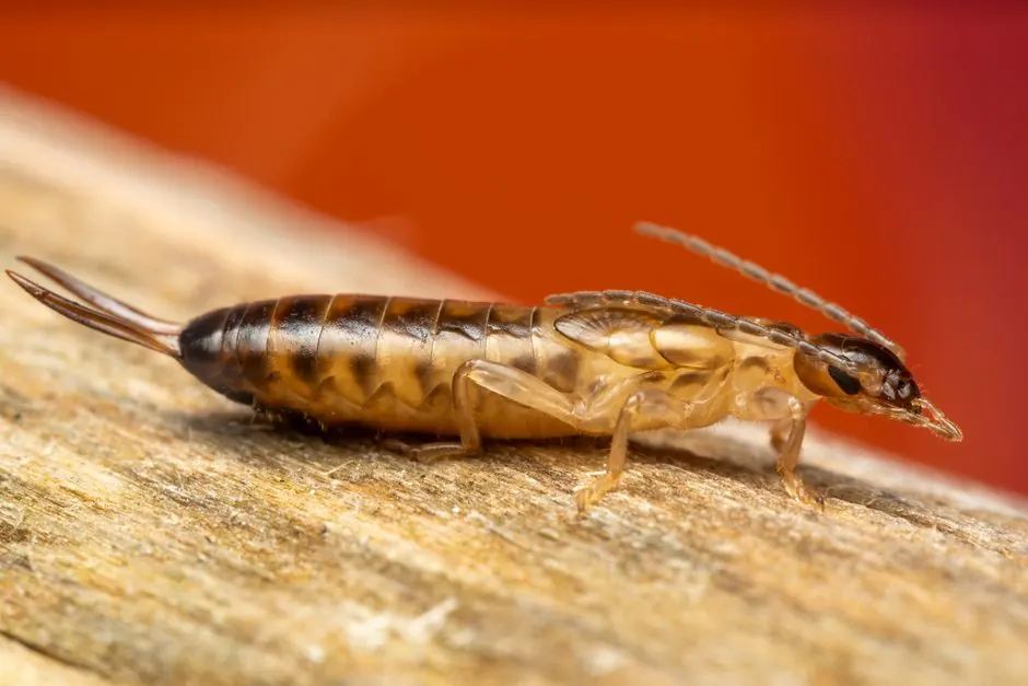 Residential Termite Control